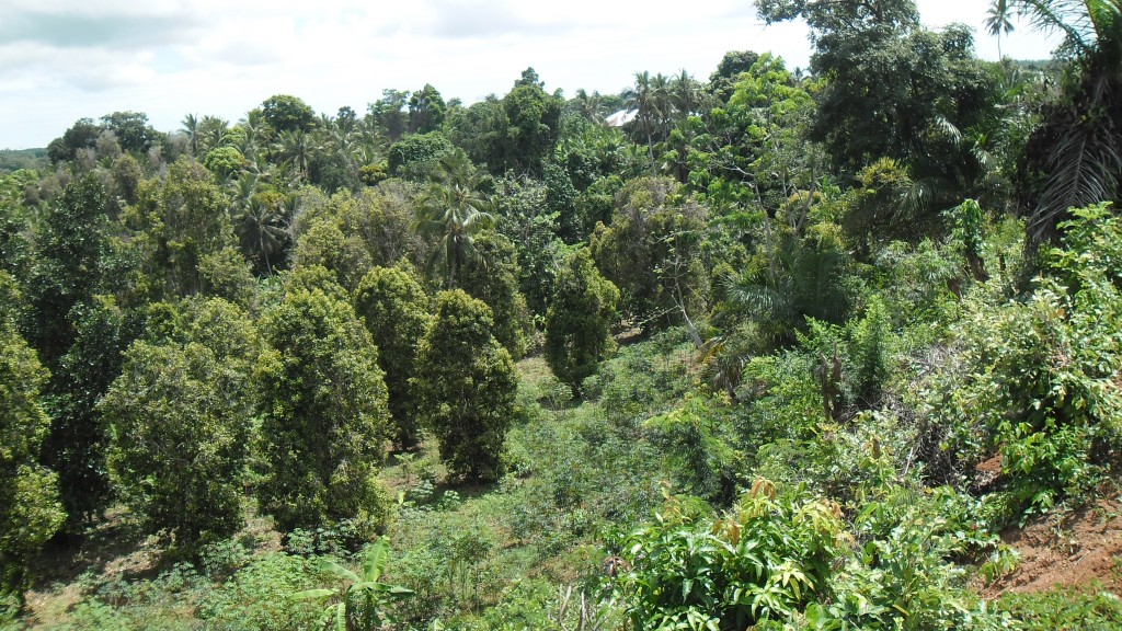 Cloves Plantation at Tundaua Ward in Central Pemba