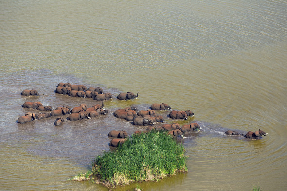 Elephants crossing a river in Tanzania. Photograph by Michael Nichols/National Geographic Creative A herd of Elephants crosses lake Jipi in Tsavo west to reach human crops and feeding in Tanzania