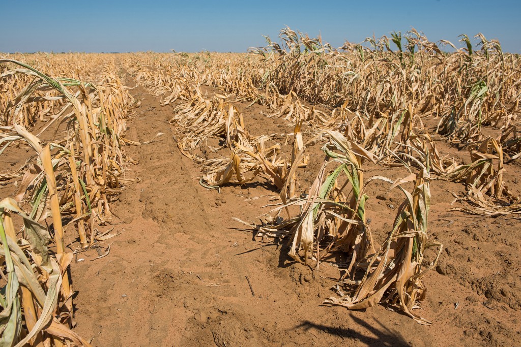Dried maize corn plants grow in a drought affected field operated by farmer Ryan Mathews in Lichtenburg, North West Province of South Africa, on Friday, March 20, 2015. The worst drought since 1992 in South Africa, the continent's biggest corn producer and traditional supplier of its neighbors, has damaged plants, with the nation predicting a 32 percent drop in the 2015 harvest to the smallest in eight years. Photographer: Waldo Swiegers/Bloomberg via Getty Images